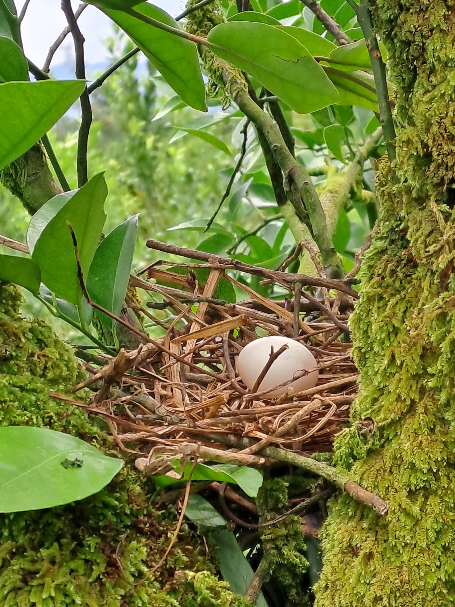 Bird Egg